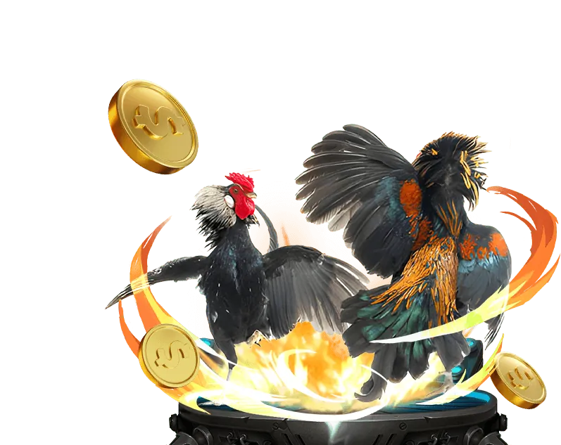 Tổng quan về đá gà đòn trực tiếp